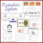 Muscular System Anatomy Lapbook