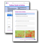 Free Carbon Cycle in Action Worksheets