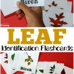 Free Printable Leaf Identification Flashcards