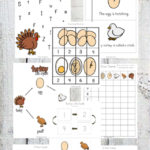 Turkey Life Cycle Freebie