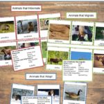 Montessori-Friendly Ways to Teach Kids about Animals in Winter ~ Printables Included