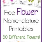 FREE Flower Nomenclature Cards
