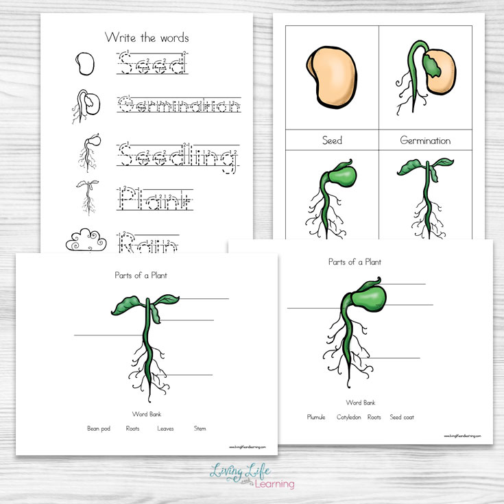 Plant Life Cycle Worksheets for Kids Thrifty Homeschoolers