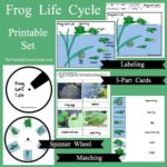 Parts of a Frog and Life Cycle Printable Activities