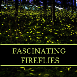 Summer Science with Fireflies